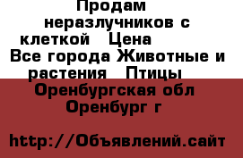 Продам 2 неразлучников с клеткой › Цена ­ 2 500 - Все города Животные и растения » Птицы   . Оренбургская обл.,Оренбург г.